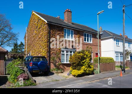 Climbing plants or creepers growing on the wall of a house in the UK. Stock Photo