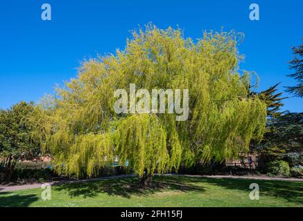 Weeping Willow tree (Salix babylonica) with yellow foliage growing in a park in Spring in West Sussex, England, UK. Stock Photo