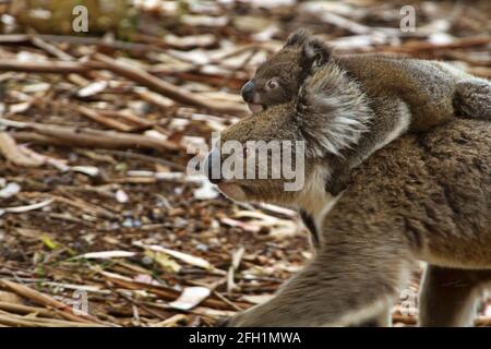 Cute koala baby clings tightly and rides on striding mother at Hanson Bay Wildlife Sanctuary on Kangaroo Island in Australia Stock Photo