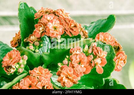 pale red indoor Kalanchoe Blossfeld flower with green leaves as background shot close-up with soft focus Stock Photo
