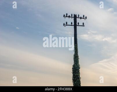 low angle view of ivy covered dark telegraph pole against colourful evening sky with cirrus clouds. Selective focus on foreground. Stock Photo