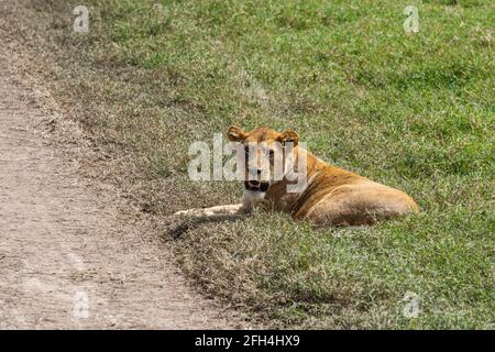 Female lion at the Ngorongoro Conservation Centre lies beside the road Stock Photo
