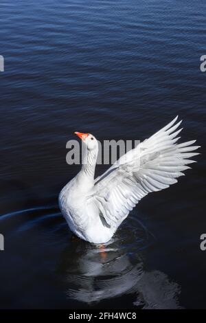 White goose spreading its wings in the blue water, ready to take off Stock Photo