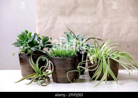 Tillandsia air and different succulent plant in ceramic pots Stock Photo