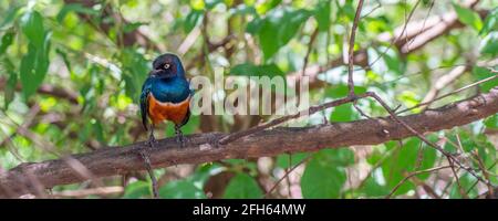 Panorama of a golden-breasted starling sitting on a branch, selected focus, blurry background from trees Stock Photo