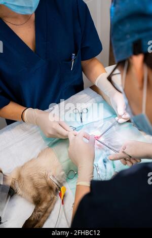 Side view of skilled African American female mechanic in protective headphones using power screwdriver while assembling custom motorcycle in workshop Stock Photo