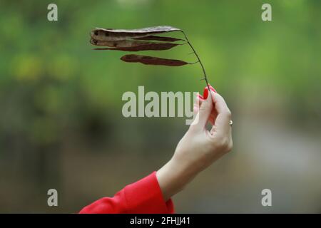 spring leaves in the forest at the edge of a beautiful composition Stock Photo