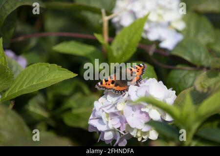 Large tortoiseshell butterfly sitting on a white flower. British insect in a UK garden in summer Stock Photo