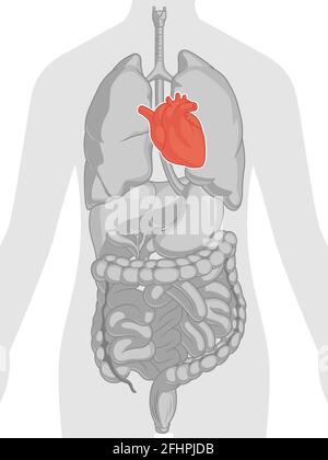 Heart Organ Cardiovascular System Body Part Anatomy Cartoon Drawing Stock Vector