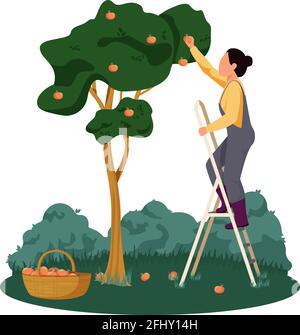 Organic farm with woman gathering apples flat vector illustration Stock Vector
