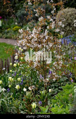 Amelanchier lamarckii,snowy mespilus,white flowers,flower,slowering,spring flowering tree,trees,shrub,underplanted with tulips,tulipa spring green,RM Stock Photo