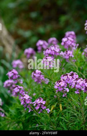 Erysimum bicolor Bowles’s Mauve,perennial wallflower,wallflowers,purple flowers,flowering,spring,spring in the garden,RM floral Stock Photo