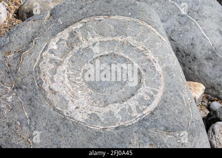 Large ammonite fossil embedded in rock on shore of the Jurassic Coast in Devon, UK Stock Photo