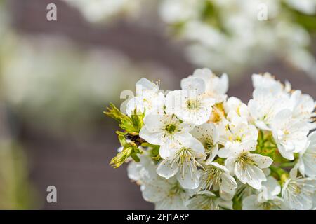 White cherry blossoms flower in spring sun with blue sky and tender bokeh, selected focus Stock Photo