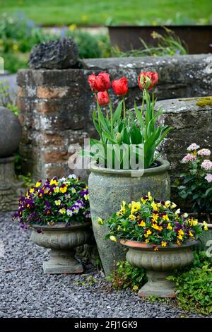 red parrot tulips,violets,viola,pot,pots,containers,container,spring in the garden,tulips,tulip display,spring flower display,spring in the garden,RM Stock Photo