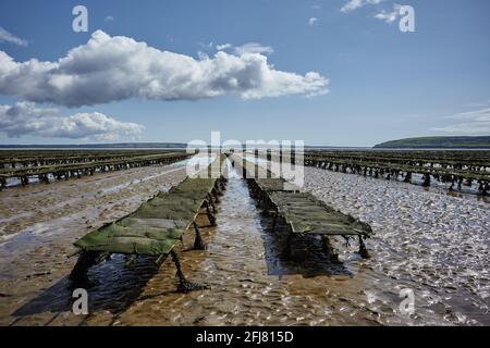 Some oyster beds at the coast in Ireland at low tide. cloudy sky Stock Photo