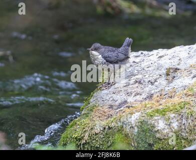 Juvenile Dipper (Cinclus cinclus) Stock Photo