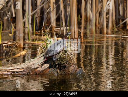 In the early spring, protected by bulrush reeds, a painted turtle is basking in the sunshine on a grass and moss covered log in a pond beside the oton Stock Photo