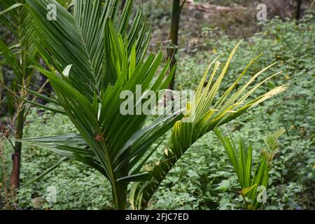 Arecanut Cultivation (Betel Nut) in foot hill of Himalaya Stock Photo