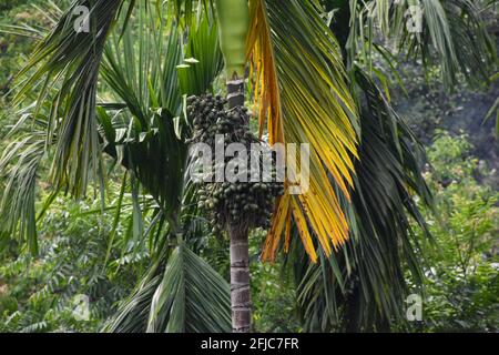 Arecanut Cultivation (Betel Nut) in foot hill of Himalaya Stock Photo