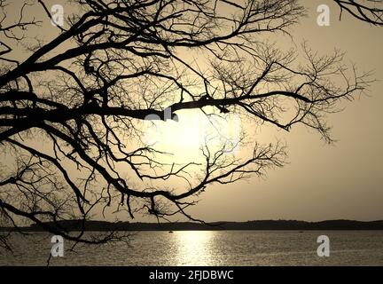 Sepia nature background, silhouette of tree branches above golden, shiny sea surface at sunset Stock Photo