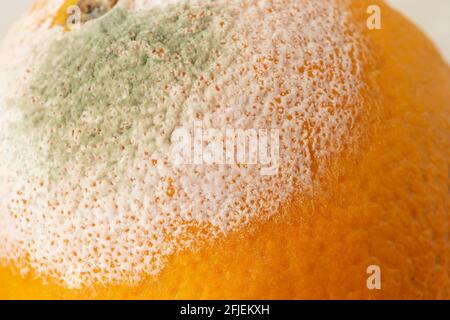 White green mold on the orange forgotten in the fridge. Macro shot of fungal mold on rotten citrus peel skin. Biodegradable food waste. Spoiled fruits Stock Photo