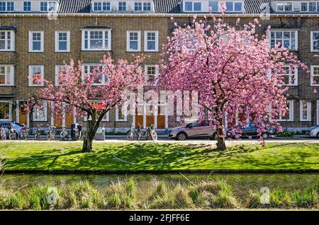 Rotterdam, The Netherlands, April 25, 2021: a small pink prunus tree and a big one in front of a brick housing block from the 1930's in Blijdorp neigh Stock Photo