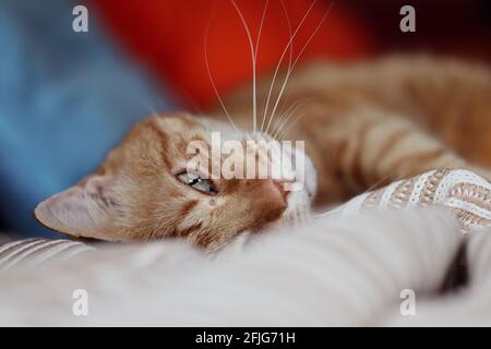Close-up of Tired Orange Tabby Cat with Green Eye Lying Down on Sofa. Adorable Red Domestic Cat Indoors. Stock Photo