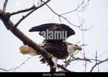An American bald eagle takes flight from the trees above the Susquehanna River near the Conowingo Dam in Cecil County, Maryland holding a fish it just Stock Photo