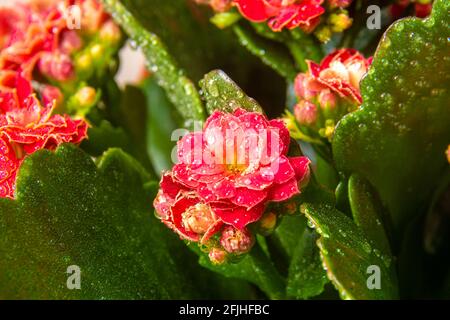 indoor flower Kalanchoe Blossfeld with dew drops of deep red color with green leaves as a background shot close-up with selective focus Stock Photo