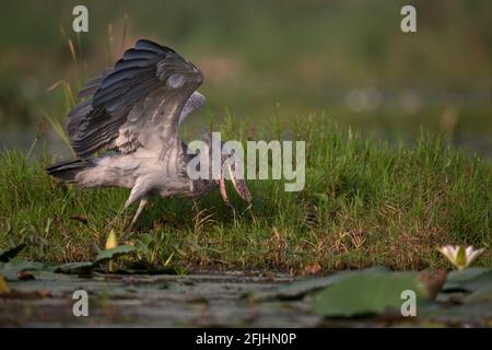 A fishing Shoebill Stork in the swamps of Lake Albert at the border to Kongo. Stock Photo