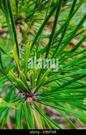 Premium Photo  A closeup photo of a green needle pine small pine cones at  the ends of the branches blurred pine needles in the background