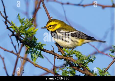 Black-throated green warbler (Setophaga virens) male during spring migration in southern Texas, Galveston, TX, USA. Stock Photo