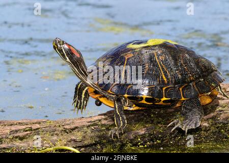 An old red-eared slider (Trachemys scripta elegans) getting sunshine in a forest swamp, Brazos Bend State park, Texas, USA. Stock Photo