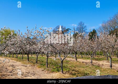 Cherry blossom and Oast House, Kent, UK Stock Photo