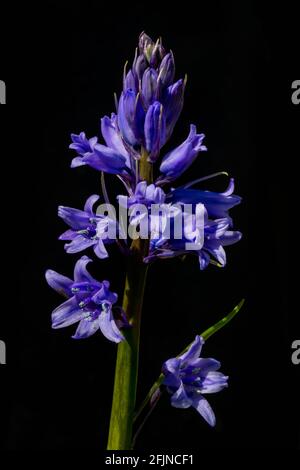 Spanish Bluebell (Hyacinthoides Hispanica) against a black background Stock Photo