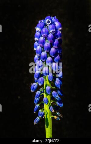Grape Hyacinth against a black background Grape Hyacinth against a black background
