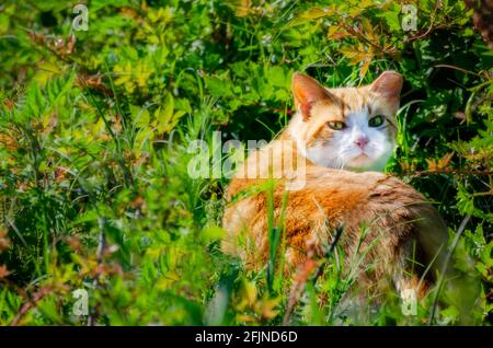 A feral cat walks in brush at Point Park, April 22, 2021, in Pascagoula, Mississippi. (Photo by Carmen K. Sisson/Cloudybright) Stock Photo
