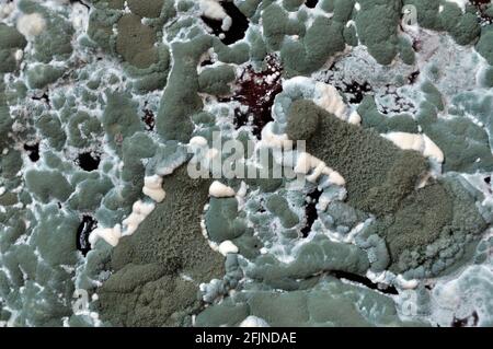 mould colonies growing on the old cherry compote surface Stock Photo
