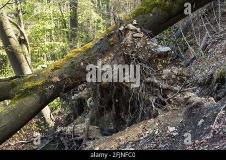 uprooted, old trees have fallen and taken the soil with them. changes in the environment, Natural disaster. the old tree is dying. bar the way Stock Photo