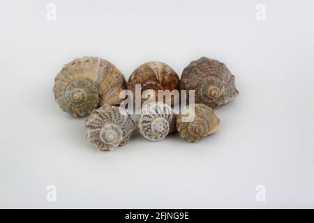 Six shells arranged isolated on white background Stock Photo