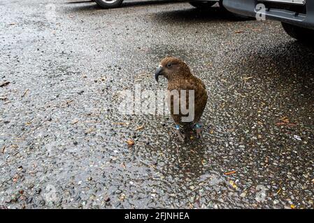 Nosy Kea parrot walking on Milford Sound highway, South Island of New Zealand Stock Photo