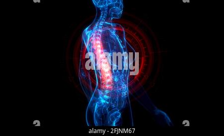 Thoracic, middle part of backbone on x-ray body, medicine 3d illustration Stock Photo