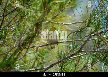 Close-up shot of Wood Warbler (Phylloscopus sibilatrix Stock Photo