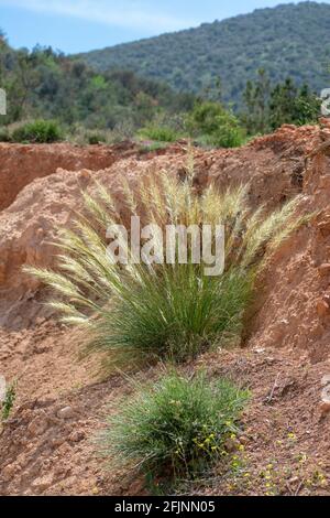 Mauritanian Grass (Ampelodesmos mauritanicus) in the Aures mountains, Batna, Algeria Stock Photo