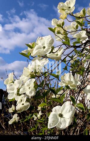 Cornus kousa ‘Venus’ Dogwood Venus – wide spoon-shaped petals with green centre,  April, England, UK Stock Photo