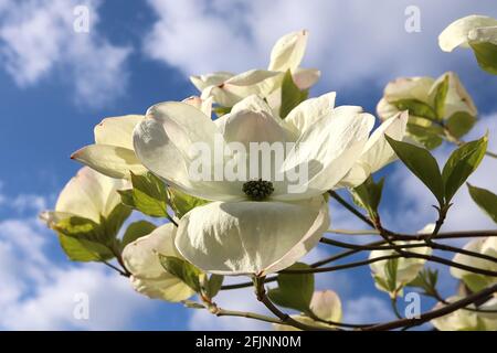 Cornus kousa ‘Venus’ Dogwood Venus – wide spoon-shaped petals with green centre,  April, England, UK Stock Photo