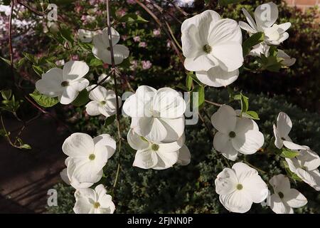 Cornus kousa ‘Venus’ Dogwood Venus – wide spoon-shaped petals with green centre,  April, England, UK Stock Photo