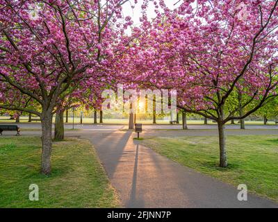 Pink Sakura trees at sunrise in the spring season in Greenwich Royal Park in London Stock Photo