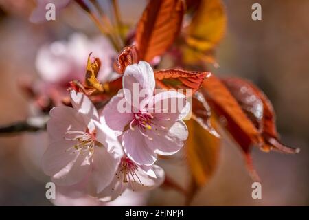 Blossom of the Prunus Sargentii 'Sargent's Cherry' tree Stock Photo
